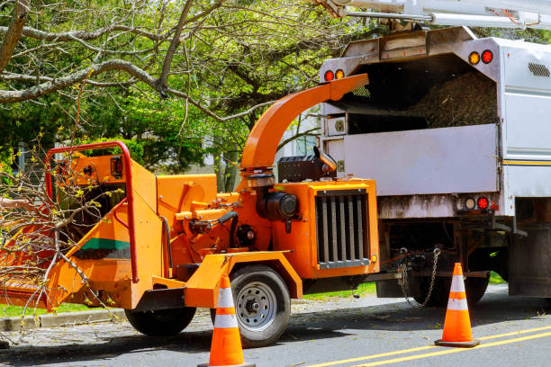 Lake Success, NY Tree Care Services Company